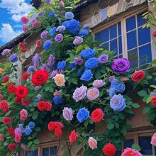 Hybrid Climbing Roses, Fragrant Perennial Vine Flowers, Suitable For Flower Stands Vertical Garden Decoration