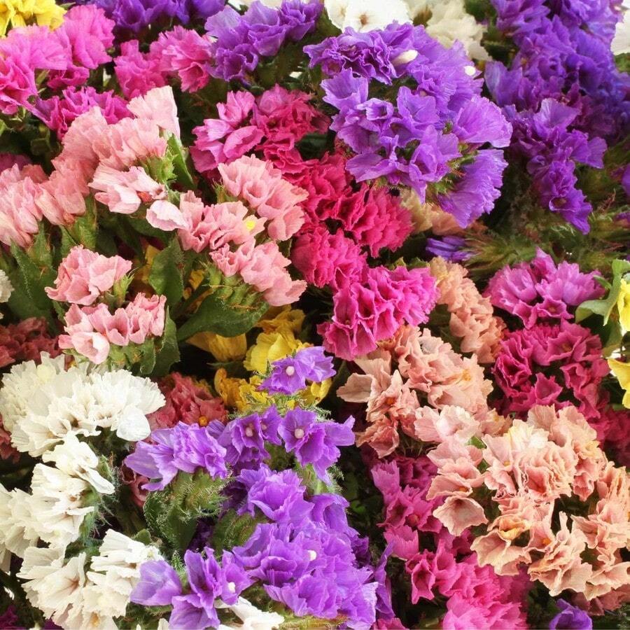 Kalanchoe Seeds Purple,  Count, Evergreen Succulent Herb Seeds For Planting - 110pzas./semillas - View 1