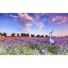 341Types Of Perennial Mixed Wildflower, Bulk Packaged, Easy To Plant And Maintain, Attract Pollinators - 341 - View 3