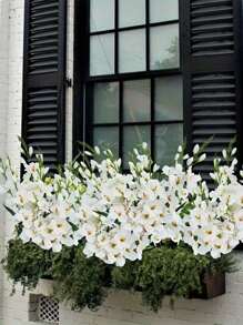 1/3/6Pcs 29.52Inch Artificial Orchid, Silk Artificial Gladiolus, For Home Decoration, Wedding Decoration, Wedding Venue Layout, Wedding Bouquet, Bedroom Living Room Decoration, Desktop Decoration, Wall Decoration, Outdoor Garden, Courtyard Decoration, Porch Balcony Decoration, Summer Decoration, Gift.