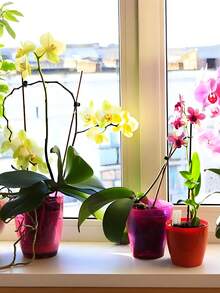 50pcs Plastic Plant Support Clips Orchid Stem Clip , Reusable Garden Clips Fixing Clips, Grape Vine Tomato Plant Support Vine Clips For String Trellis For Climbing Plants Outdoor Indoor Plant Flowers Stem Vine Fixing Clips,Suitable For Vegetables, Garden Clips To Grow Upright Makes Plants Healthier - Green - View 5