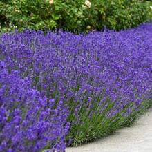 200 piezas de semillas de flores de lavanda dulce púrpura, semillas de flores de jardín, semillas púrpuras, flores de aromaterapia - 200 - Ver 5