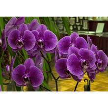 Easy To Grow High Germination Rate 120 Mixed Phalaenopsis Seeds - Butterfly Orchid Seeds For Planting - 120PCS - View 1