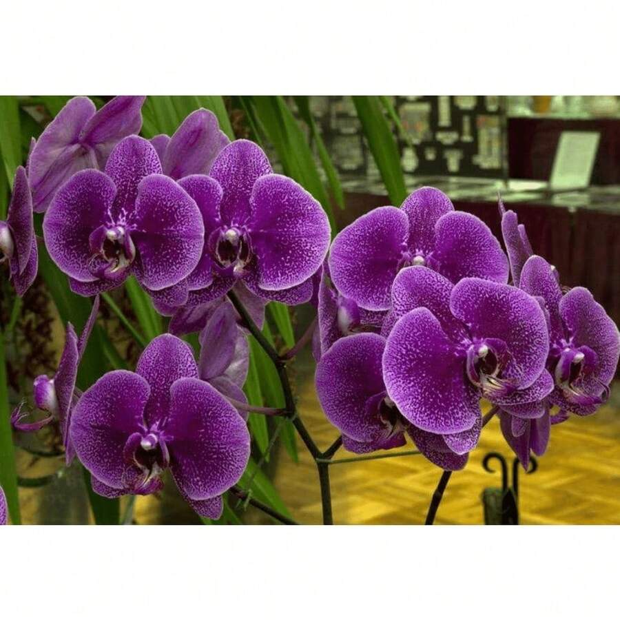 Easy To Grow High Germination Rate 120 Mixed Phalaenopsis Seeds - Butterfly Orchid Seeds For Planting - 120PCS - View 1
