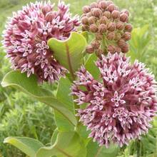 130pcs Seeds Common Milkweed Pink Asclepias Syriaca Perennial - 130pcs - View 1
