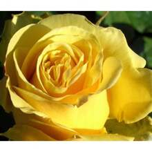 100 YELLOW ROSES Rose Bush Shrub Perennial Flower Seeds Flat S/H