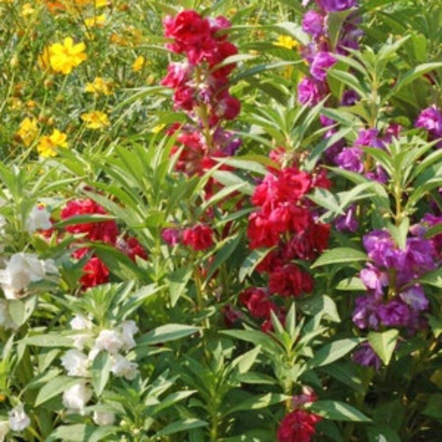 180 Pieces Camelias Bitter Gourmet Flower Mix Seeds