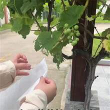 100/200 buc saci de struguri nețesuti pentru fructe, pungi de struguri pentru păsări, insecte și impermeabile, pungi speciale pentru fructe, ambalarea răsadurilor este ușor diferită