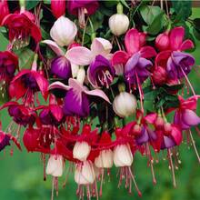 225 Pieces Can Be Planted - Exotic Morning Glory Seeds - Beautiful Colors - 255 - 查看 2