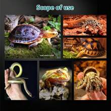 Bassin de bain pour reptiles 2-en-1 Plat d'eau pour tortue avec rampe Bol d'alimentation pour tortue avec marches En plastique, type divisé Bassin de bain pour tortue, accessoires de décoration pour l'habitat des reptiles Baignoire pour lézard, plat à nourriture pour tortue Bols à eau et à nourriture pour reptiles Bassin de bain pour reptiles Ornement d'aquarium pour gecko, serpent, tortue, dragon barbu, petit lézard