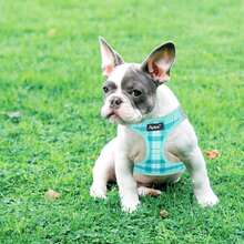 PUPTECK Dog Harness And Leash Set For Small Medium Dogs No Pull Step-In Soft Mesh Puppy Cat Vest Harnesses Reflective At Night, Green S - #3 LightYellow(Rabbit) - View 1