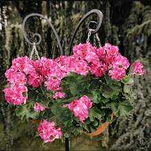 2 Pcs Artificial Geraniums Outdoor Silk Flowers Pink Artificial Geranium Bush Faux Flowers Geraniums For Floral Home Decor Indoor Garden Patio Grave Cemetary Vase Table Centerpiece - 玫紅色 - 查看 7