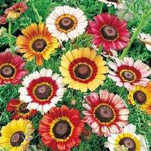 Painted Daffodil Seeds - Chrysanthemum Carinatum, 200 Seeds