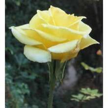 100 YELLOW ROSES Rose Bush Shrub Perennial Flower Seeds Flat S/H