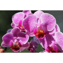 Easy To Grow High Germination Rate 120 Mixed Phalaenopsis Seeds - Butterfly Orchid Seeds For Planting - 120PCS - View 2