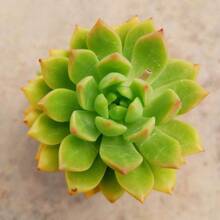 50 High-Quality Succulent Seeds In Mixed Colors, High Germination Rate And Strong Vitality, Attracting Pollinators Like Butterflies, Suitable For Gardens, Pots, Bedrooms, Etc., With Both Decorative And  Functions. - 景天 - 查看 5