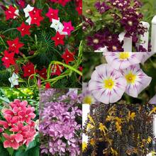 274 Pieces Of Mixed Vine Seeds Are Suitable For Growing Beautiful Traditional Climbing Plants And Flowering Plants