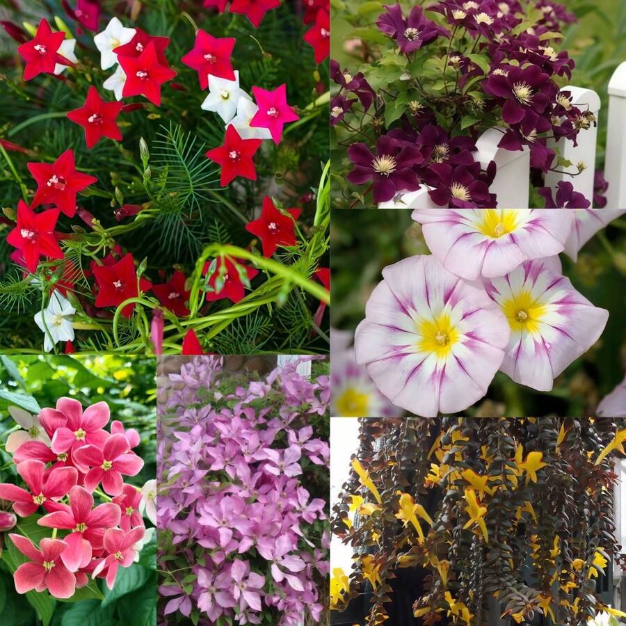 274 Pieces Of Mixed Vine Seeds Are Suitable For Growing Beautiful Traditional Climbing Plants And Flowering Plants