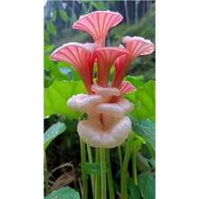 200 Pink Calla Lily Seeds Zantedeschia Aethiopica Tree Seeds Cold Resistant And Suitable For All Seasons, Ideal For DIY Gardens, Home Gardens, Flower Pots, And Courtyards - An Ideal Gardening Gift