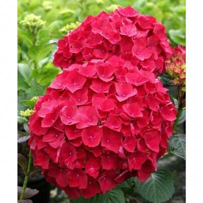 20 semillas de hortensia roja perenne resistente arbusto jardín planta ornamental exterior decoración maceta cultivo fácil larga duración flores color vivaz paisajismo jardinería hogar naturaleza