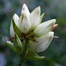 CREMA GENTIAN Ver Envío Semillas frescas y orgánicas de Gentiana flavida semillas de flores blancas para exteriores a granel hierba Gentiana alba - 50 semillas - Ver 3