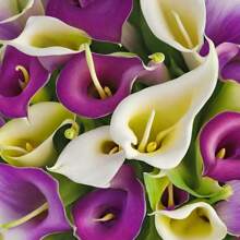 100 Stück weiße Lilien-Samen, mehrjährige Blumen