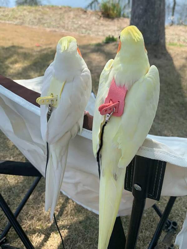 kids dodo bird حزامين لربط وتدريب الطيور للاستخدام الخارجي للحمام والببغاوات وطيور أخرى