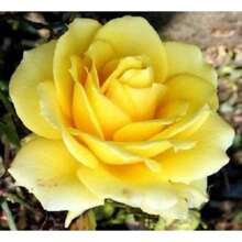 100 YELLOW ROSES Rose Bush Shrub Perennial Flower Seeds Flat S/H