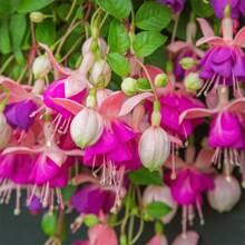 225 Pieces Can Be Planted - Exotic Morning Glory Seeds - Beautiful Colors - 255 - 查看 1