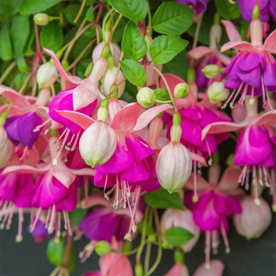 225 Pieces Can Be Planted - Exotic Morning Glory Seeds - Beautiful Colors - 255 - 查看 1