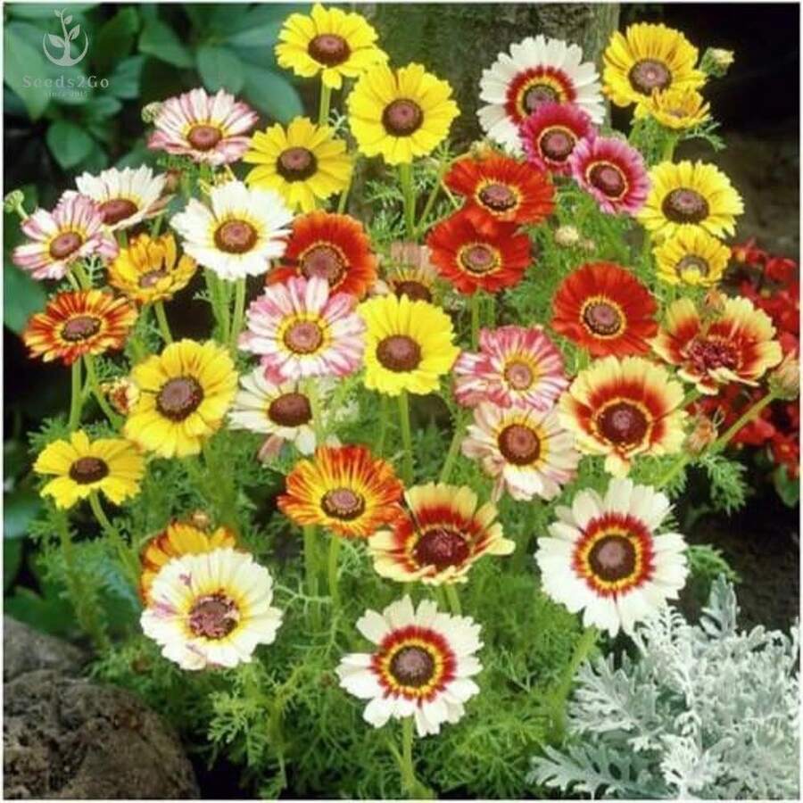Painted Daffodil Seeds - Chrysanthemum Carinatum, 200 Seeds