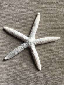 3/6件贝壳大五指海星标本地中海家居地台墙贴装饰系列配件桌面摆件海洋装饰墙面系列家居饰品树脂海星地中海风格鱼缸装饰摆件 - 白色 - 查看 6