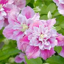 133 pares de semillas de clemátide rosa y blanca, semillas de flores perennes trepadoras, enredaderas perennes trepadoras - 133 - Ver 1