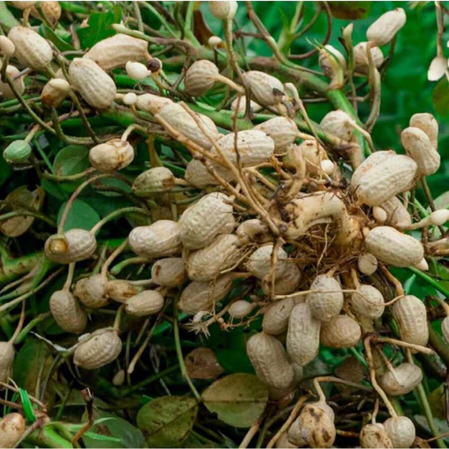 Peanut Seeds 20 Seeds Heirloom Arachis Non-GMO Nut Excellent Supplement For The Garden - 變體1 - 查看 1