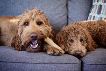 Juguete masticable duradero para perros Dogwood, grande - Palo masticable de larga duración hecho con madera real - Fabricado en EE. UU., L