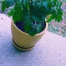 Monetka Micro Zwergtomate - 100+ Erbstück Non-GMO Garten-Samen für gesunde selbst angebaute Tomaten