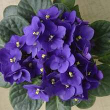 364 Pieces Of African Violet Seeds For Planting - 364 - View 4