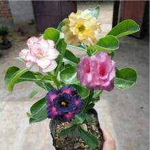 179 piezas de semillas de rosa del desierto reales resistentes a la sequía planta de jardín suculenta ornamental fácil cultivo decoración exterior flores vistosas duraderas - 179 - Ver 4