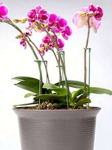 3/5/10 件植物支架，花盆支架，植物支撑杆 - 綠色 - 查看 5