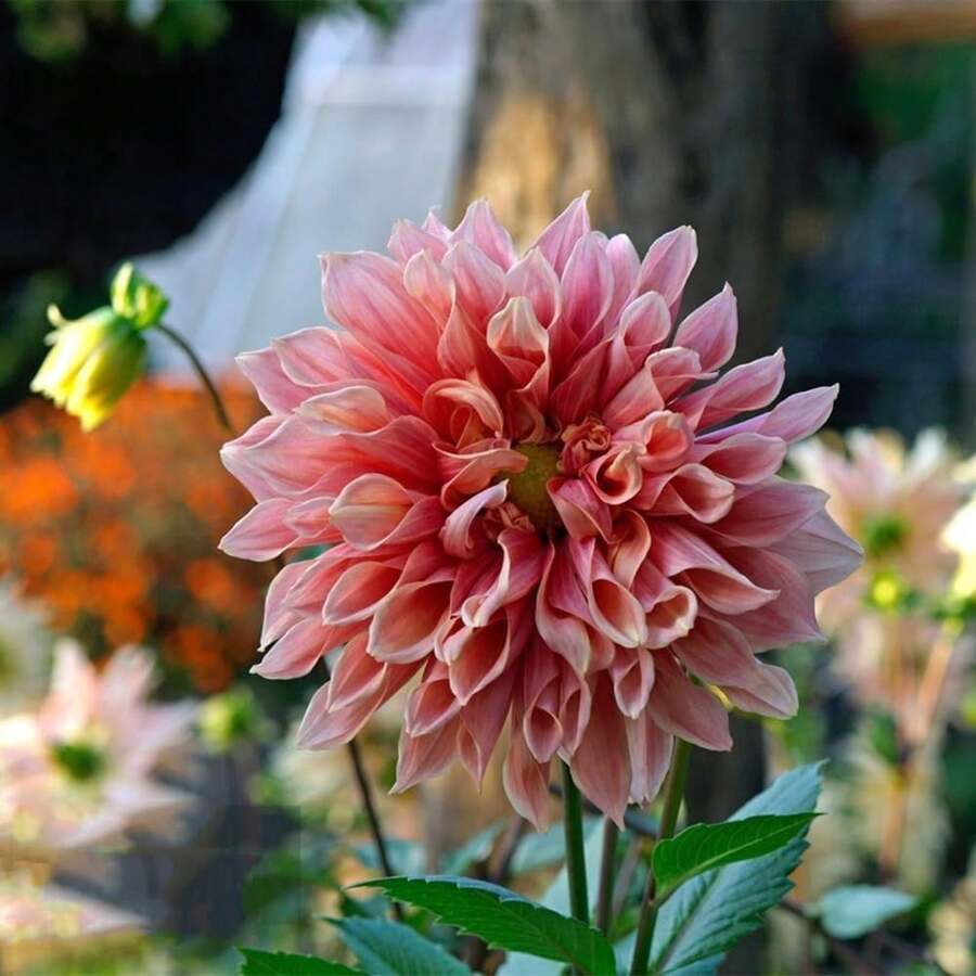 Dahlia Flower Seeds For Planting 100 Pieces Dahlia Seeds For Planting