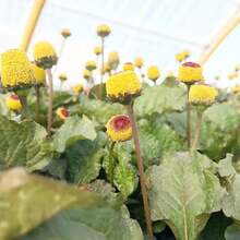 Clover Seeds Blooming Annual Plant Rabbit Resistant Bed Edges Outdoor 220 Pieces Flower Seeds