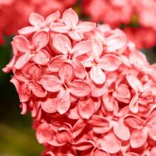 50 Pieces Of Rare Hydrangea Seeds, Non-GMO, Red Hydrangea Flower Seeds, Perennial Shrubs, Garden Flower Seeds For Outdoor Use - 變體1 - 查看 2