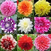 330 Dahlia Seeds Mixed Bag, Planting Rare Flowers, Easy And Fun To Grow