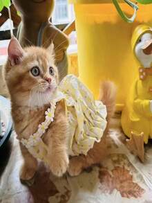 LANGXINGCS 1pc Polyester Soft & Breathable Pet Dress With Daisy Pattern, Suitable For Small/Medium Dogs & Cats, All Seasons