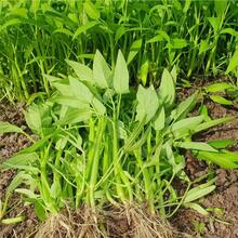 100+ Kangkong Seeds - Muong Greens, Kong Xin Cai, Wasserkonvolvulus, Ong Choy - Large Seeds, Covering Approximately 21 Square Meters Of Growth Area. Ideal For Spring Planting, Perfect For Garden And Yard, Easy To Grow. - 2 Gói - Xem 1