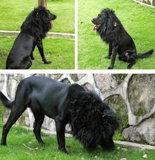Lion Mane Wig For Dogs With Ears, Funny Pet Costumes For Halloween Christmas (Size M, Black) - Black - View 2