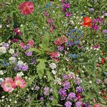 326pcs Wildflower Seeds.Partial Shade Wildflower Seed Mix For All States.Outsidepride - 326 - View 4