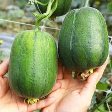 196pcs Apple Loofah Seeds Vegetable Seeds Potted Seeds Sown In Four Seasons Vegetable Seeds Seedlings Vegetable Seeds Watermelon