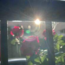 279pcs High-Quality European Rose Seeds, Perfect For Beginners In Home Gardening, Easy To Plant And Stunning Flowering Results