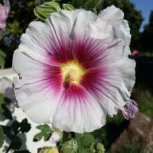 BLUSH HOLLYHOCK Bulk Shipping Frcea Rosea Seeds, White Outdoor Flower Seeds Bulk Halo Hollyhock White Malva